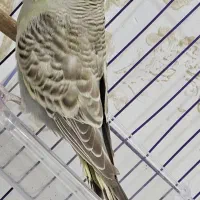 مرغ عشق انگلیسی ماده ۲تا