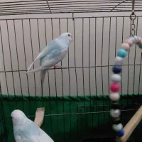 ۱ جفت مرغ عشق با یک مرغ عشق نر با وسایل|پرنده|تهران, شهرک طالقانی|دیوار