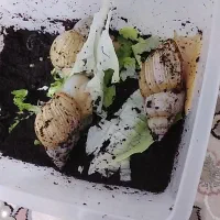 ۲عددحلزون مولد۱۶سانتی۳۰عدد ۷سانتی(فروش بصورت یکجا)