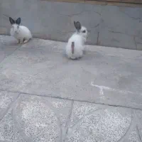 فروش خرگوش لوپ|موش و خرگوش|ابریشم, |دیوار