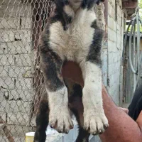 توله های دو ماهه خراسانی واکسیناسیون شده