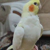 عروس هلندی نر