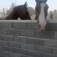 کره اسب هولشتاین