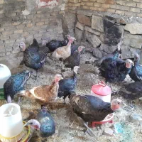 بوقلمون نر محلی