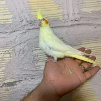 جوجه عروس هلندی دون خور