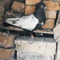کفتر یا کبوتر