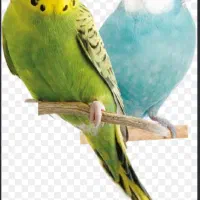 مرغ عشق نر ماده