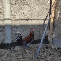 خروس|حیوانات مزرعه|حبیب آباد, |دیوار