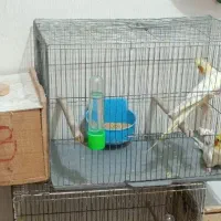 یک جفت عروس هلندی مولد به شرط و تظمین