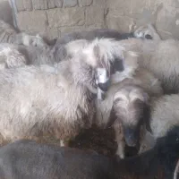 فروش دوتا میش خوب میش چاق|حیوانات مزرعه|مسجد سلیمان, |دیوار