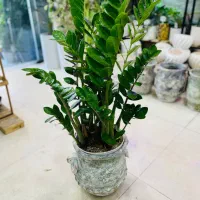 فروش و مشاوره گیاهان آپارتمانی