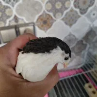 بلدرچین زینتی|پرنده|نجف‌آباد, قلعه سفید|دیوار