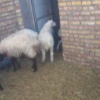 بره نره هیترو سفید