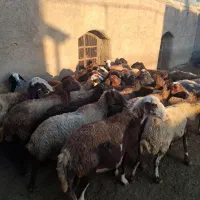 ۳۰ رس میش|حیوانات مزرعه|خنداب, |دیوار