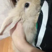 خرگوش نیمه لوپ|موش و خرگوش|قائمشهر, |دیوار