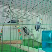 طوطی برزیلی یووینگ پاربلو نر و ماده