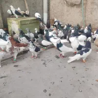 کفتر|پرنده|مشهد, شهید معقول|دیوار