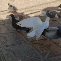 12 کفتر (توافقی)|پرنده|تربت‌حیدریه, کلاته توکلی|دیوار