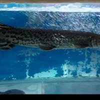 الیگیتور ،ردتیل ،ردتیل دراگون