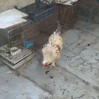 خروس بحرما
