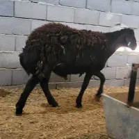 گوسفند بره پرواری جفتی ۱۰۰|حیوانات مزرعه|شریفآباد, |دیوار