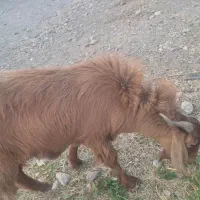 چپشت چاق هشتبندی