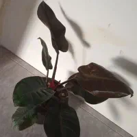 گلها فروشی|گل و گیاه طبیعی|خاش, |دیوار