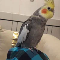 طوطی عروس هلندی