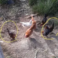 سه عدد مرغ گلین