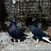 زیل دم‌سفید