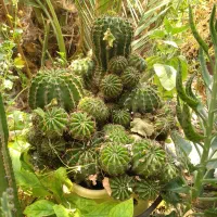 فروش تعدادی گل