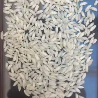 برنج عنبربو