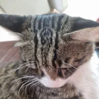 گربه گمشده مژدگانی|حیوانات|مشهد, یوسفیه (شهرک غرب)|دیوار