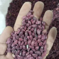 فروش ۵۰۰کیلو لوبیا قرمز ب صورت یکجا