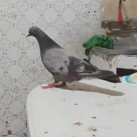 ماده سبز پرشی
