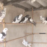 کبوتر خوب|پرنده|سمنان, |دیوار