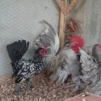 جاپنیز مرغ خروس جوجه|حیوانات مزرعه|گرگان, |دیوار