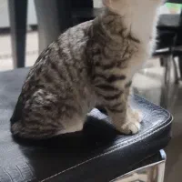 واگذاری گربه