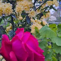 فروش انواع گل طبیعی