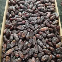 خرمای رَبی (پیارم بلوچستان)