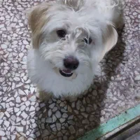 دو عدد سگ شیتزو