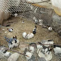 کوچیک‌300‌بزرگ400