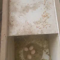 عروس هلندی سرتخم|پرنده|خمینی‌شهر, |دیوار