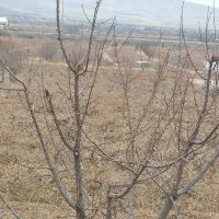 فروش باغ انگوری|فروش زمین و ملک کلنگی|ملایر, |دیوار