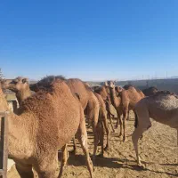 شتر هاشی بلوون دورگه چاق بدون شکم|حیوانات مزرعه|بافق, |دیوار