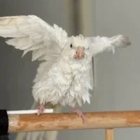 عروس هلندی جفت مولد سالم|پرنده|فردیس, شهرک ارم|دیوار