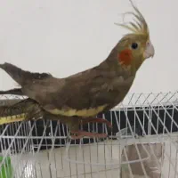 عروس هلندی قیمت ۶۰۰|پرنده|فردوس (خراسان), |دیوار