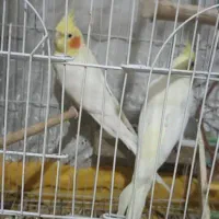 عروس هلندی|پرنده|شیراز, نصرآباد|دیوار