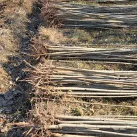 صنـوبر نیـگرا|حراج|قائمشهر, |دیوار