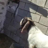 پازن|حیوانات مزرعه|بهبهان, |دیوار